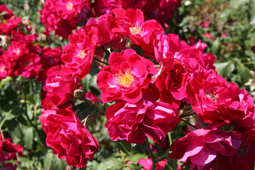 růže Berlin (Vde?)