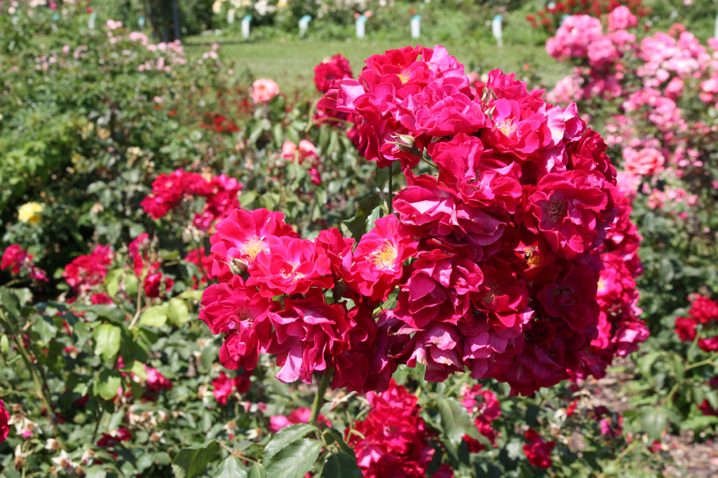 růže Berlin (Vde?)