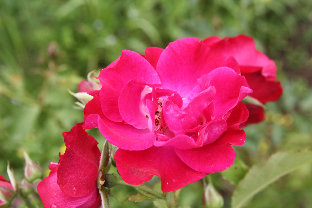 růže Berlin (Vde?)