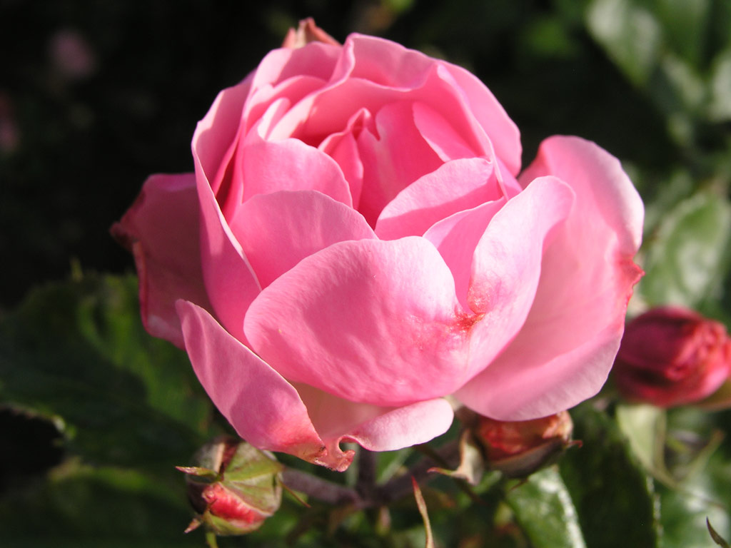 růže Bernd Weigel Rose