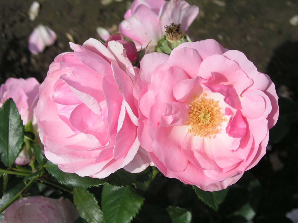 růže Bernd Weigel Rose