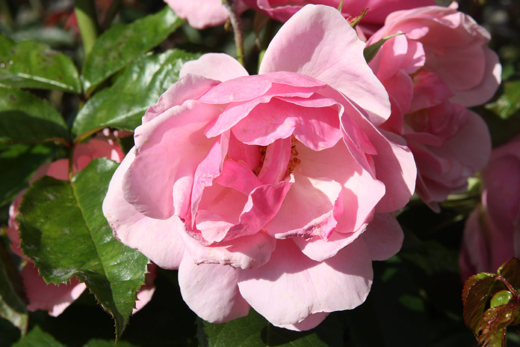 růže Bernd Weigel Rose