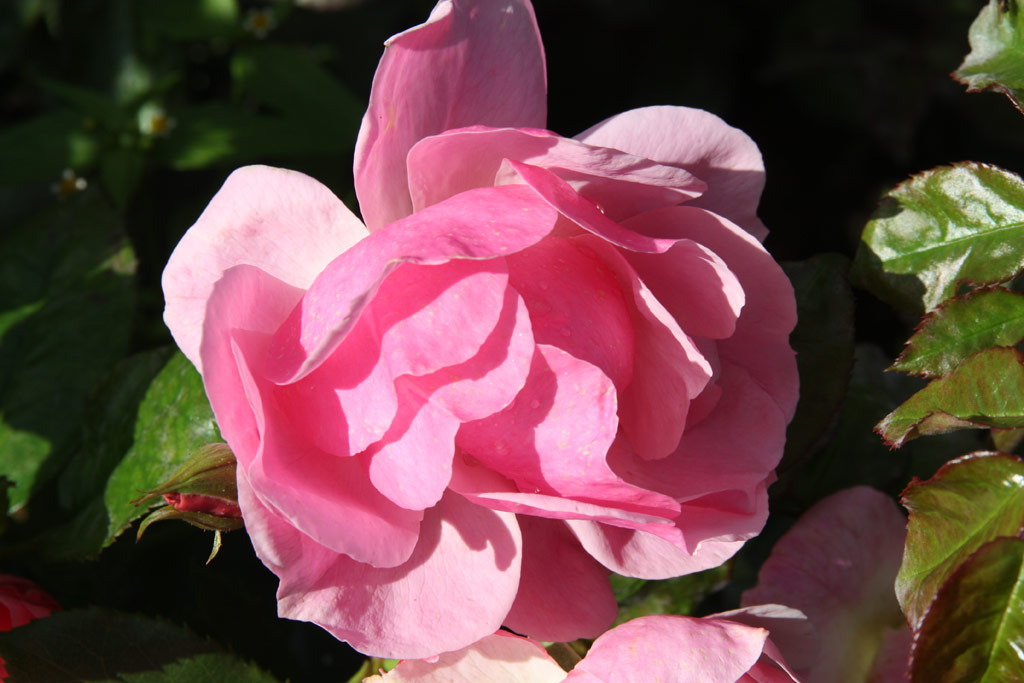 růže Bernd Weigel Rose