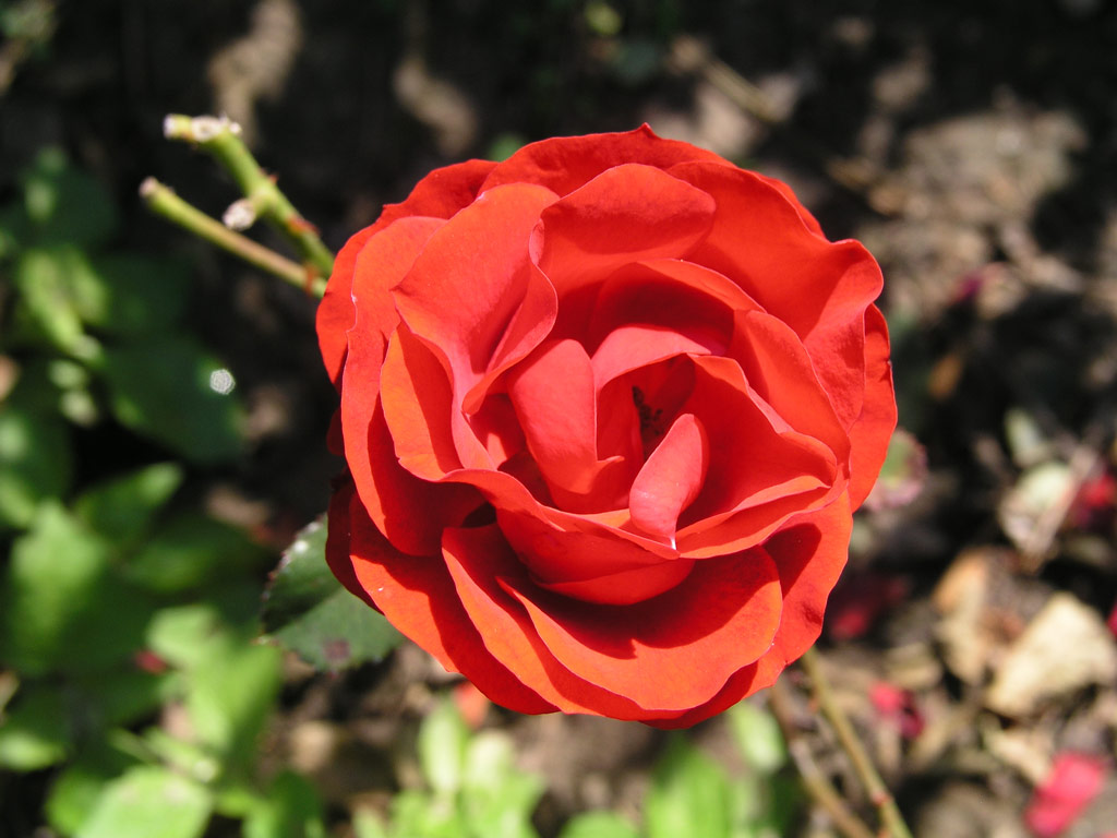 růže Bernhard Dneke