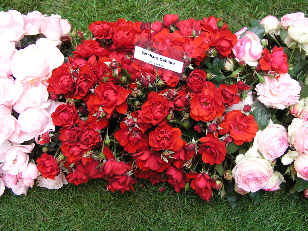 růže Bernhard Dneke