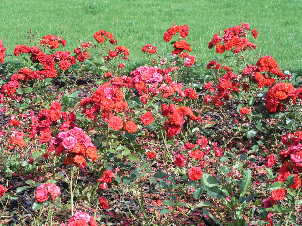 růže Bernhard Dneke