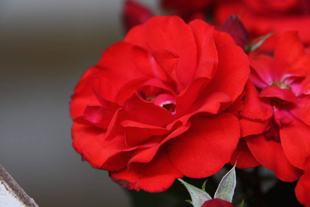 růže Bernhard Dneke