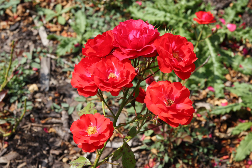 růže Bernhard Dneke