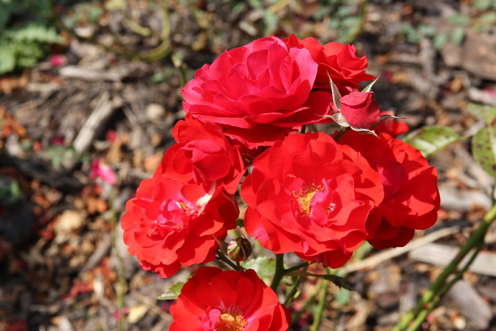 růže Bernhard Dneke