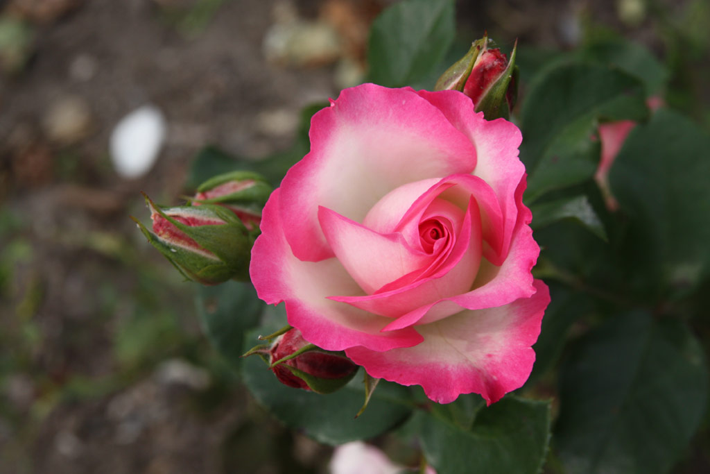 růže Bernhard Dneke (Olomouc)