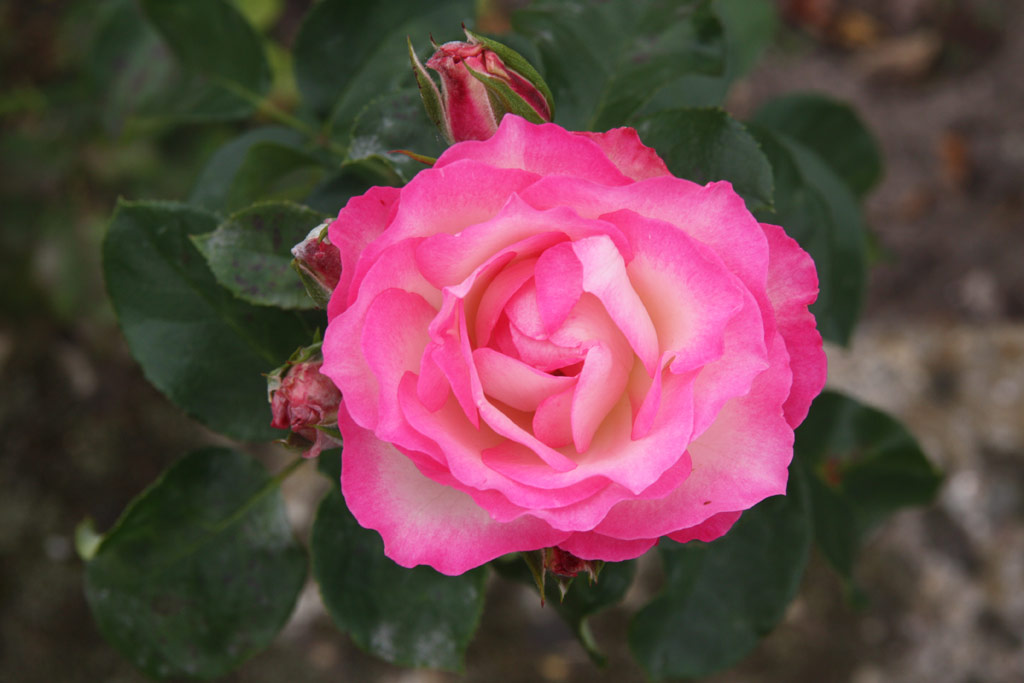 růže Bernhard Dneke (Olomouc)