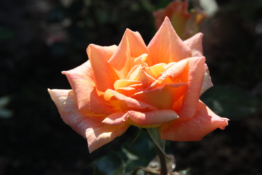 růže Bernstein (Sangerhausen)