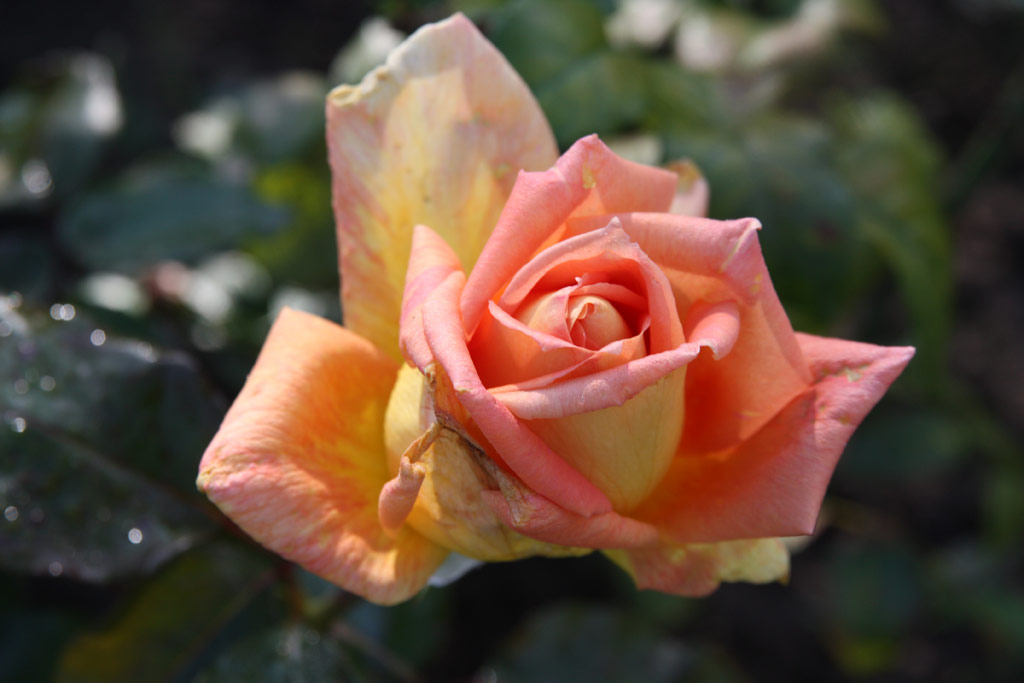 růže Bernstein (Sangerhausen)