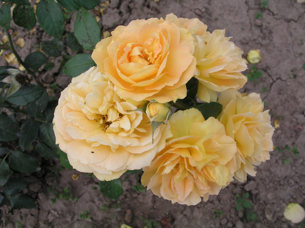 růže Bernsteinrose