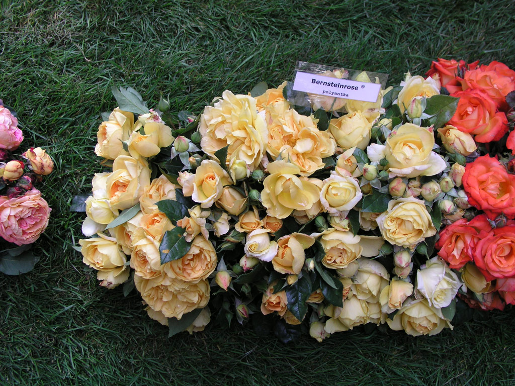 růže Bernsteinrose