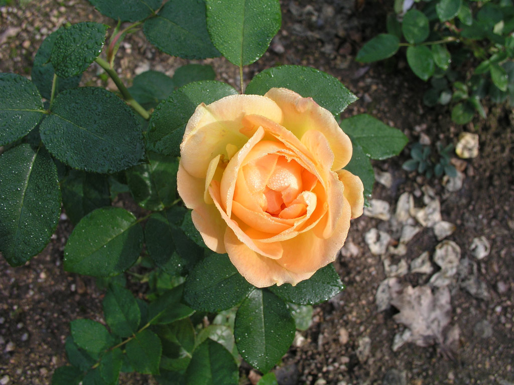 růže Bernsteinrose