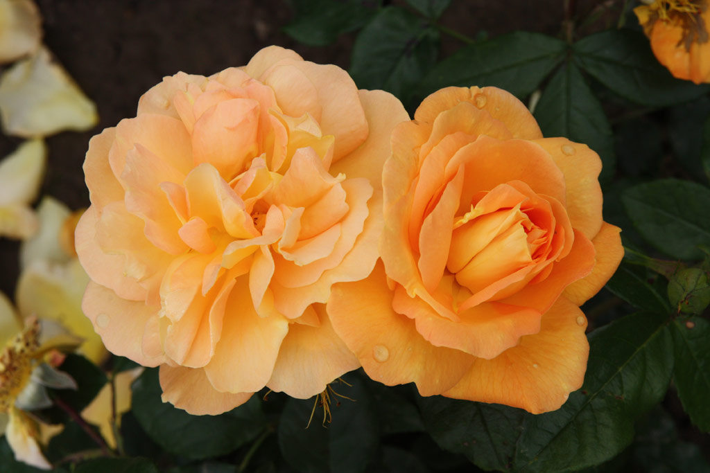 růže Bernsteinrose