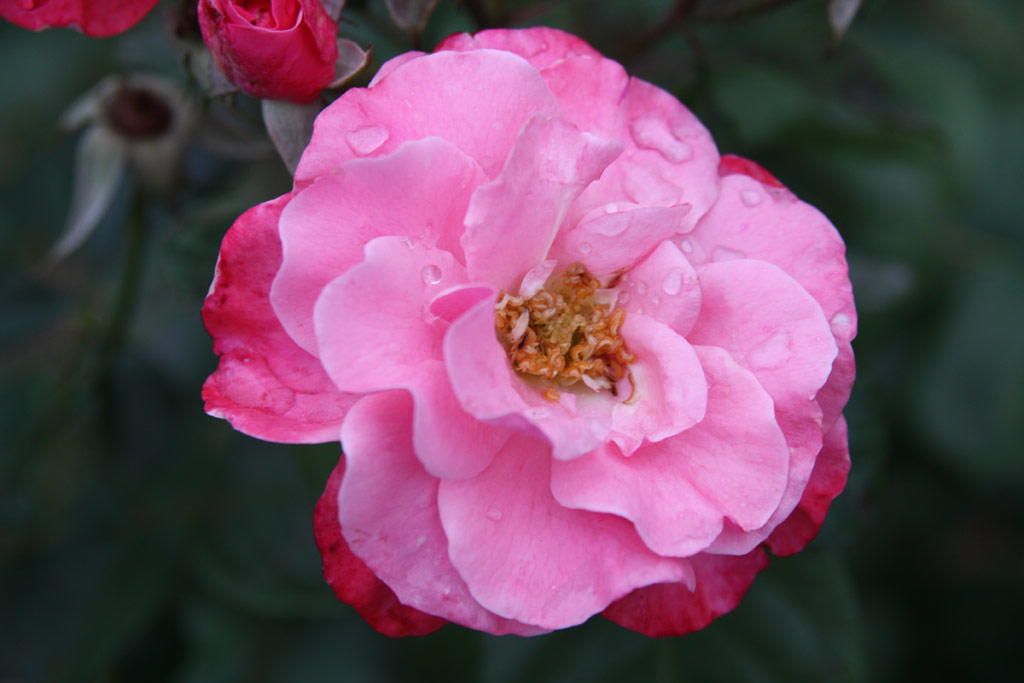 růže Bethlen Gbor Emlke