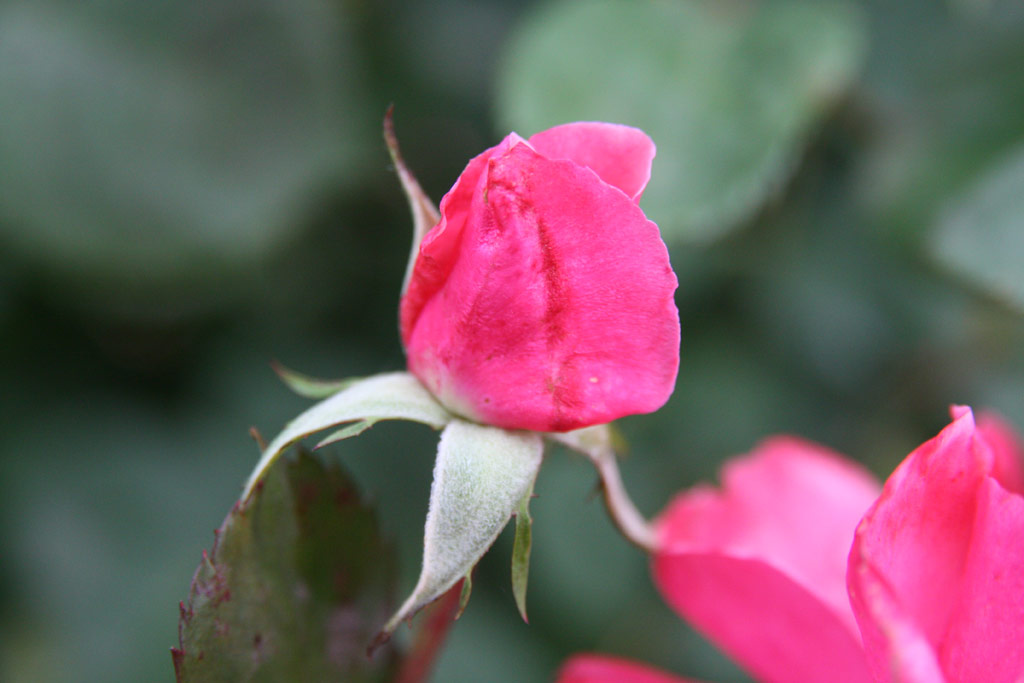 růže Bethlen Gbor Emlke