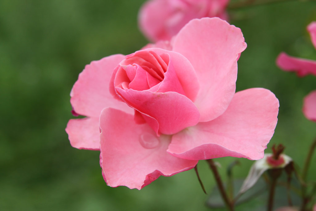 růže Bethlen Gbor Emlke