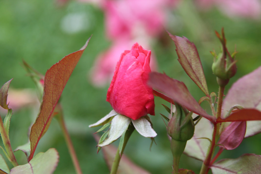 růže Bethlen Gbor Emlke