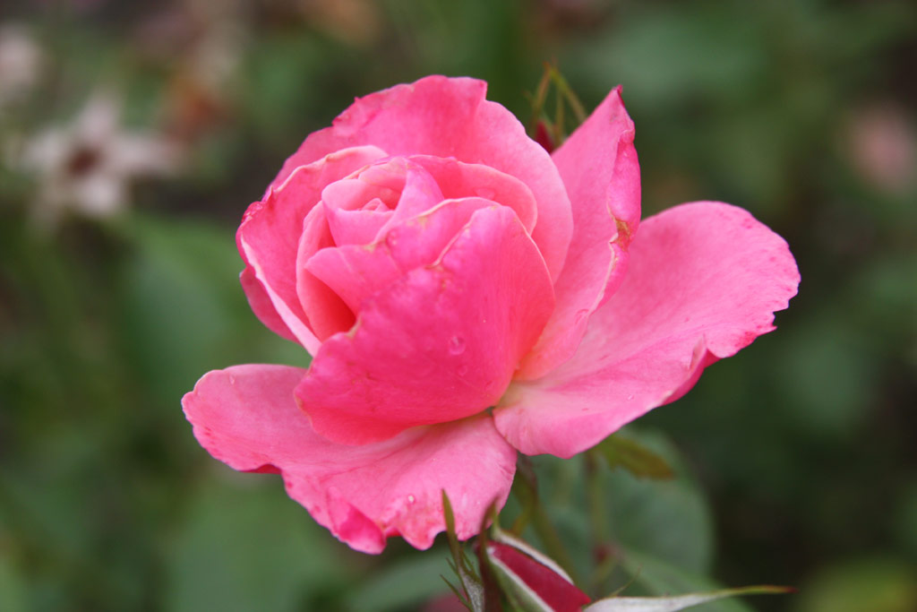 růže Bethlen Istvn Emlke