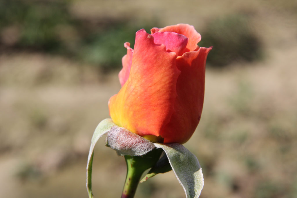 růže Bettina