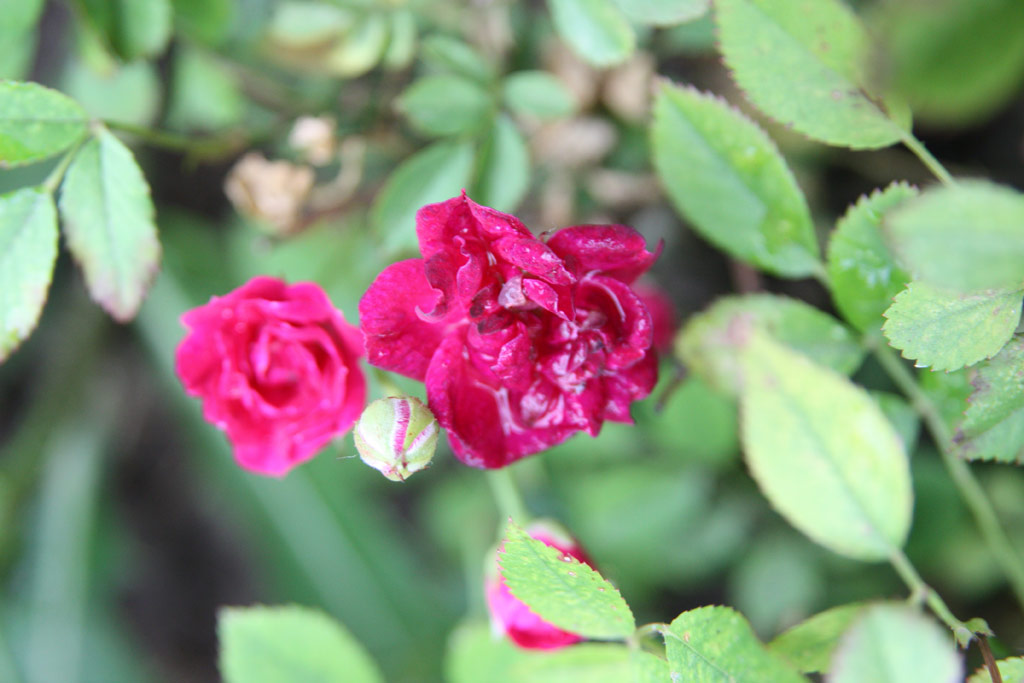 růže Bborka