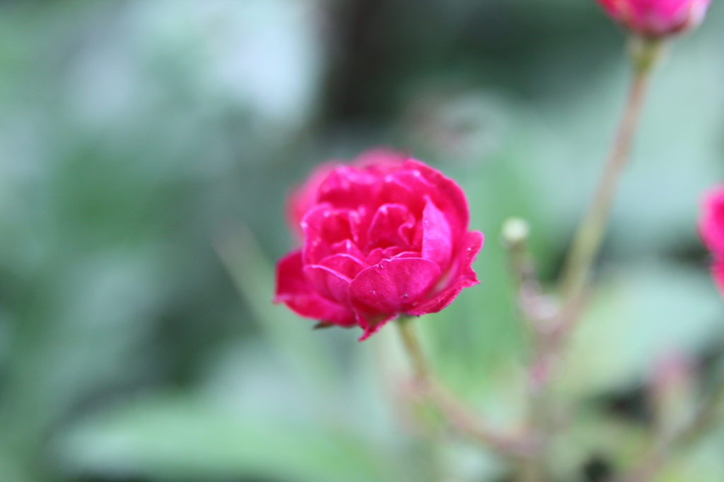 růže Bborka