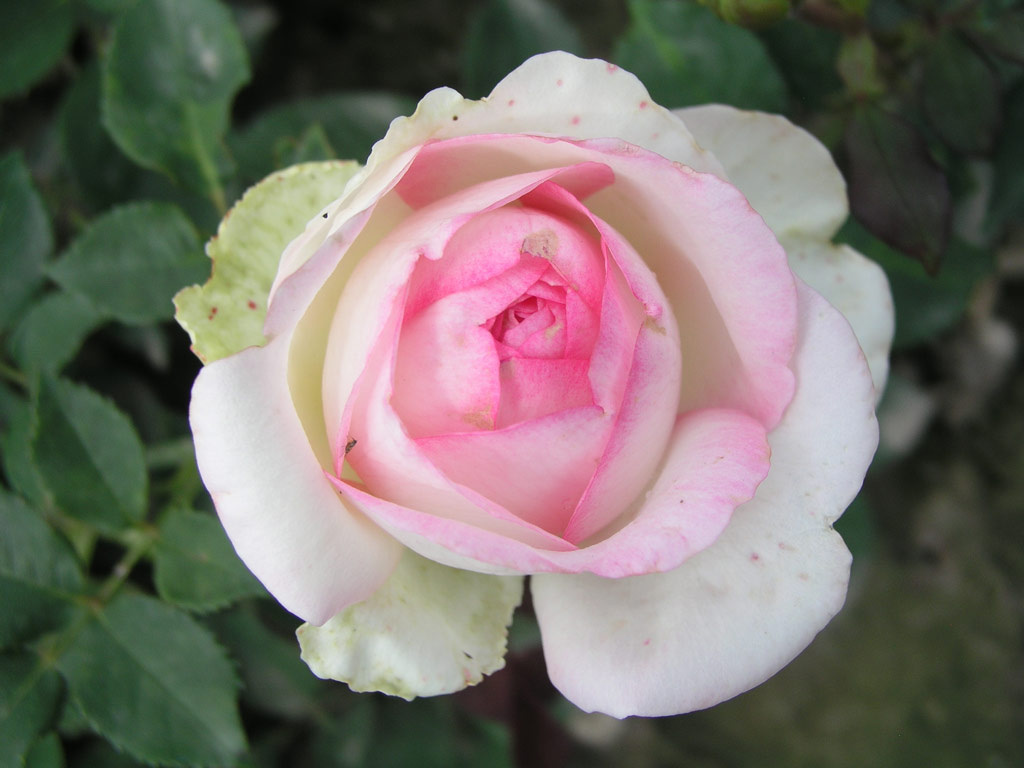 růže Biedermeier Garden