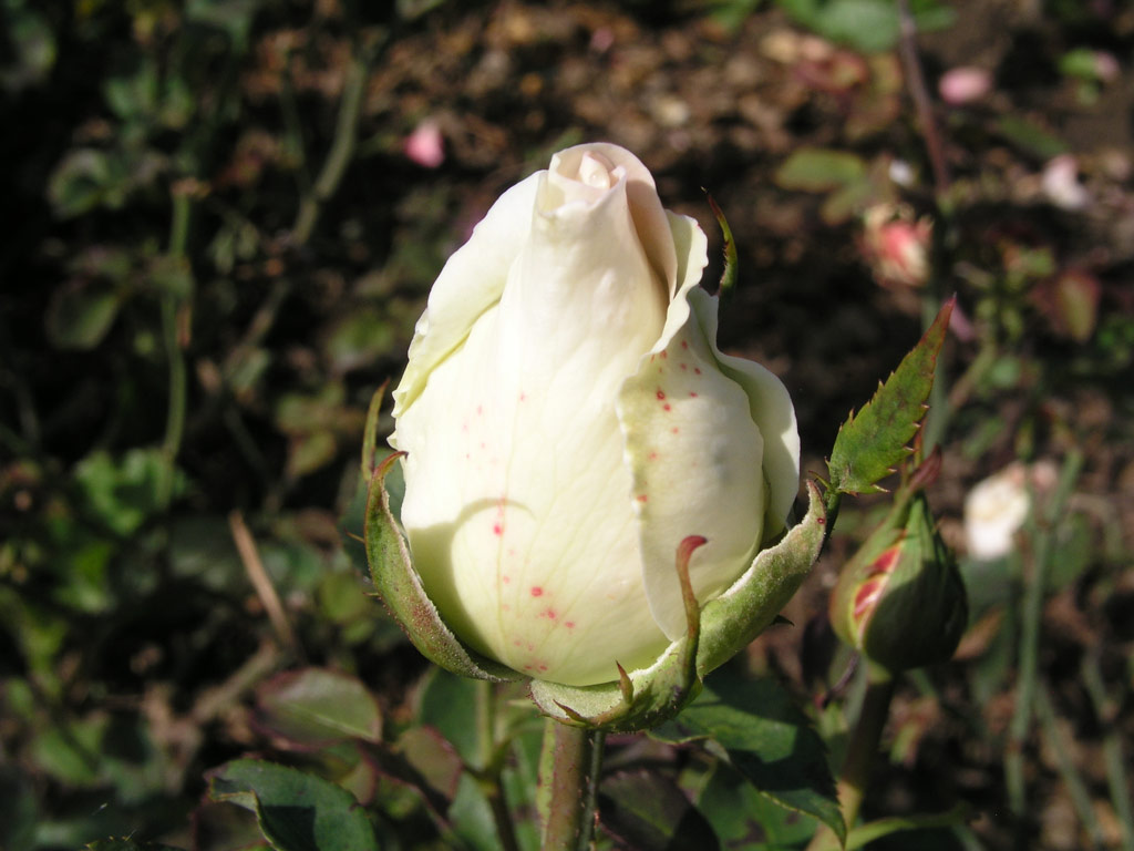 růže Biedermeier Garden