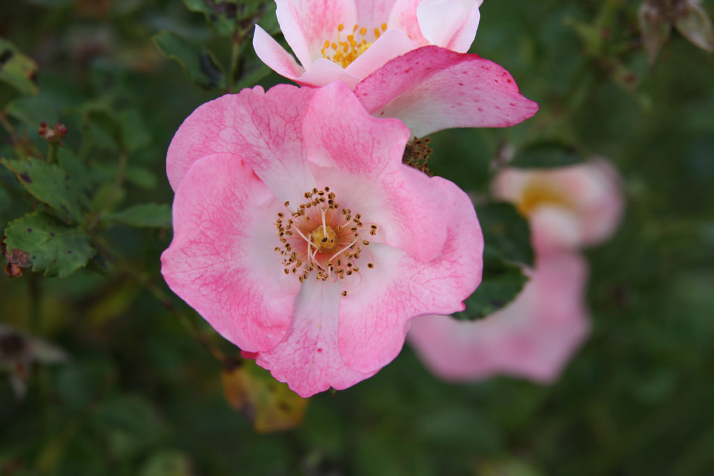 růže Bingo Meidiland
