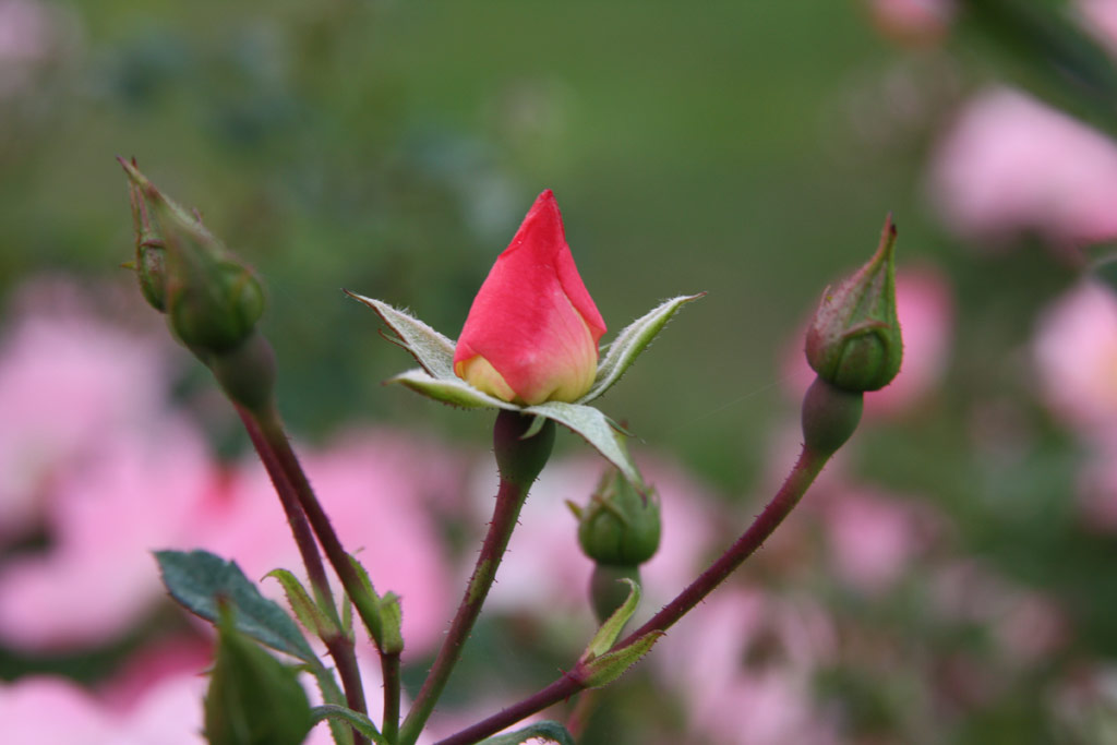 růže Bingo Meidiland