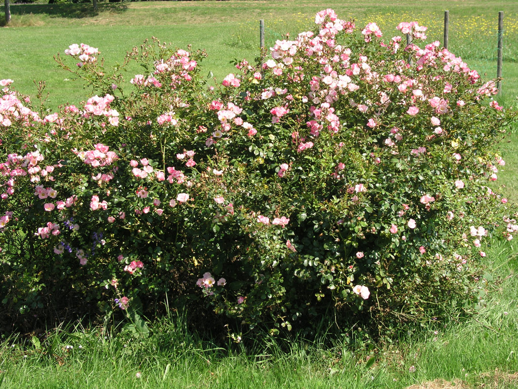 růže Bingo Meidiland