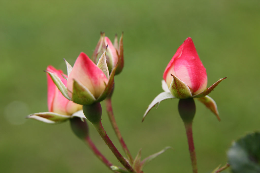 růže Bingo Meidiland