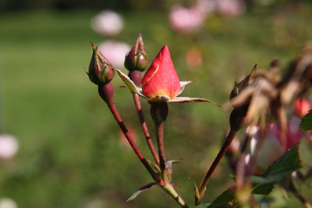 růže Bingo Meidiland