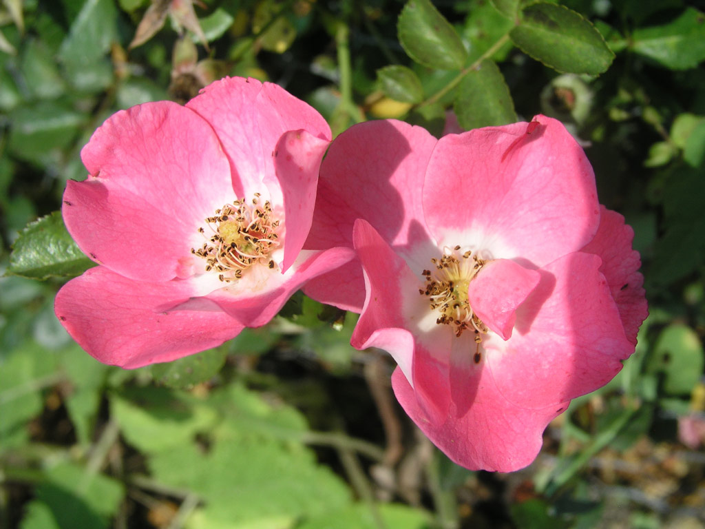 růže Bingo Meidiland