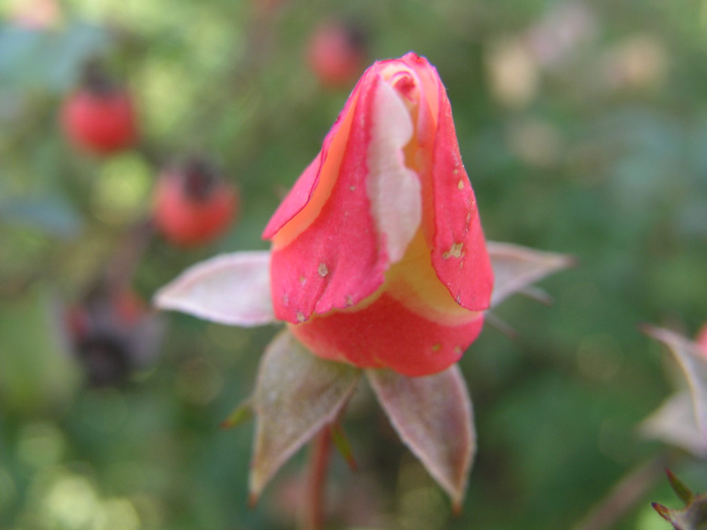 růže Bingo Meidiland