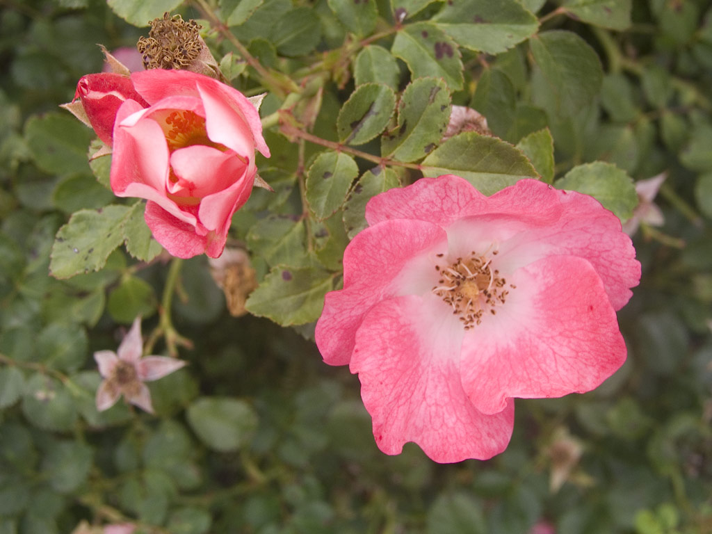 růže Bingo Meidiland