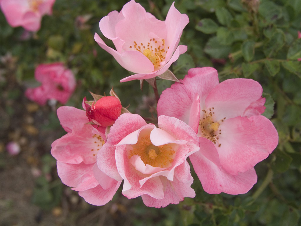 růže Bingo Meidiland