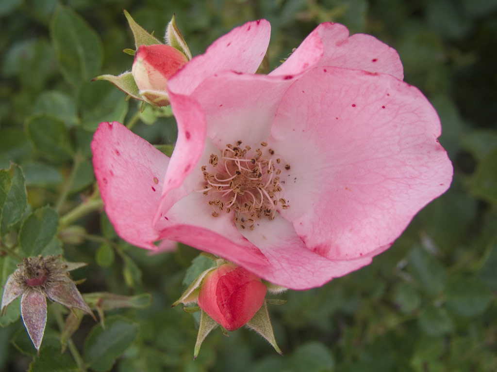 růže Bingo Meidiland