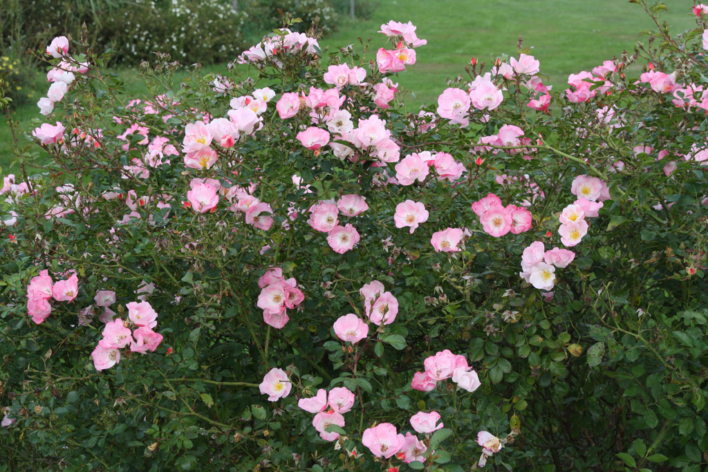 růže Bingo Meidiland