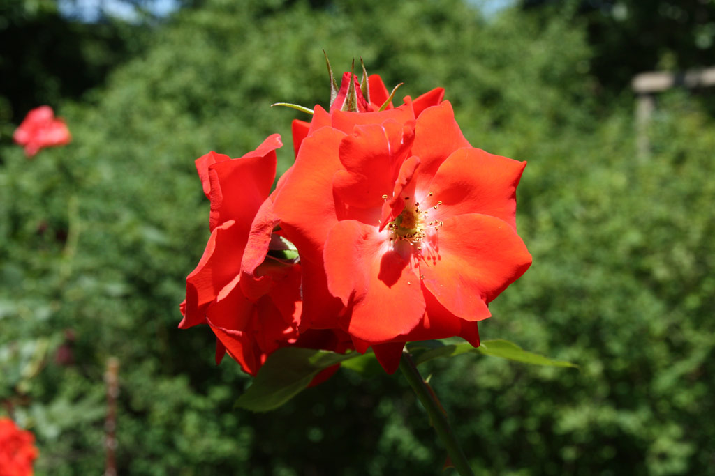 růže Bischofsstadt Paderborn