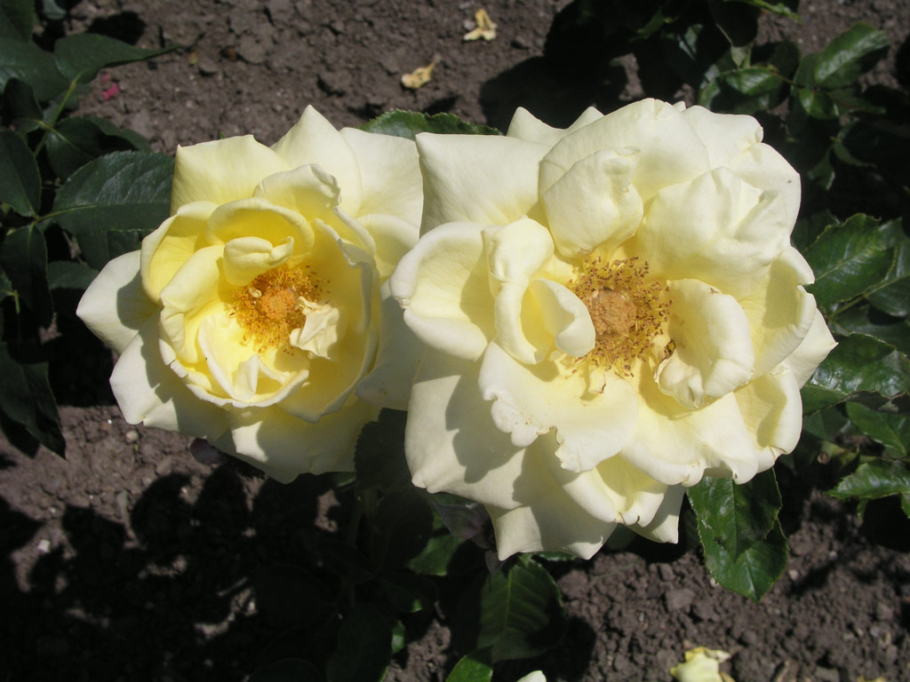 růže Bisostad Punder