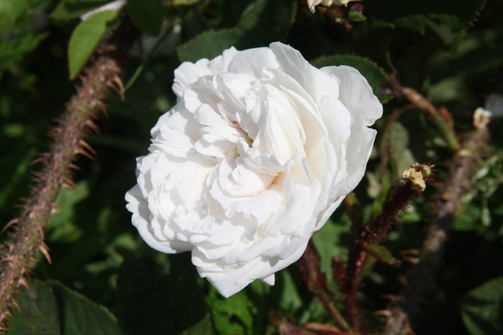 růže Blanche Moreau