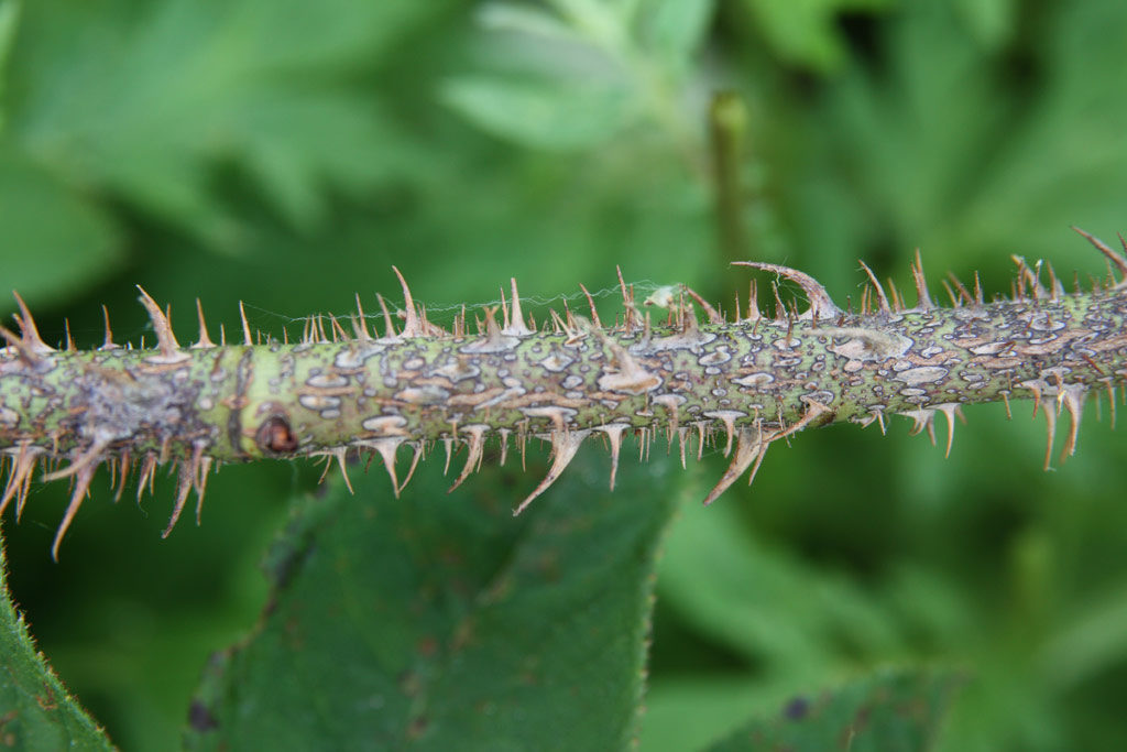 růže Blanche Moreau