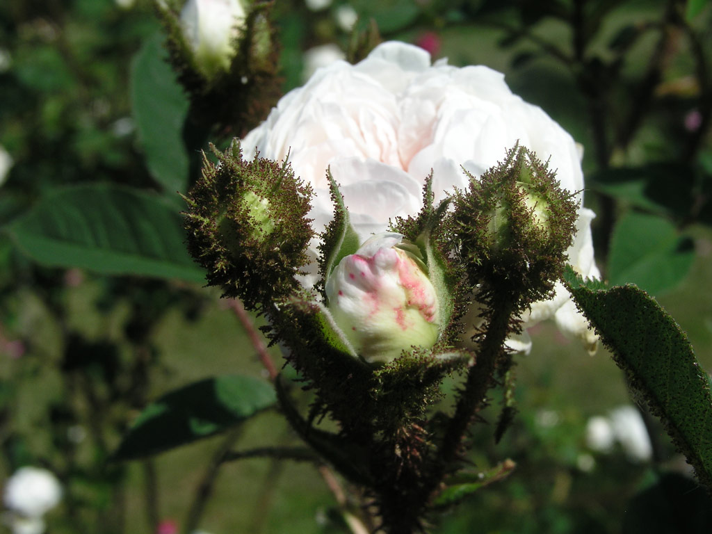 růže Blanche Moreau