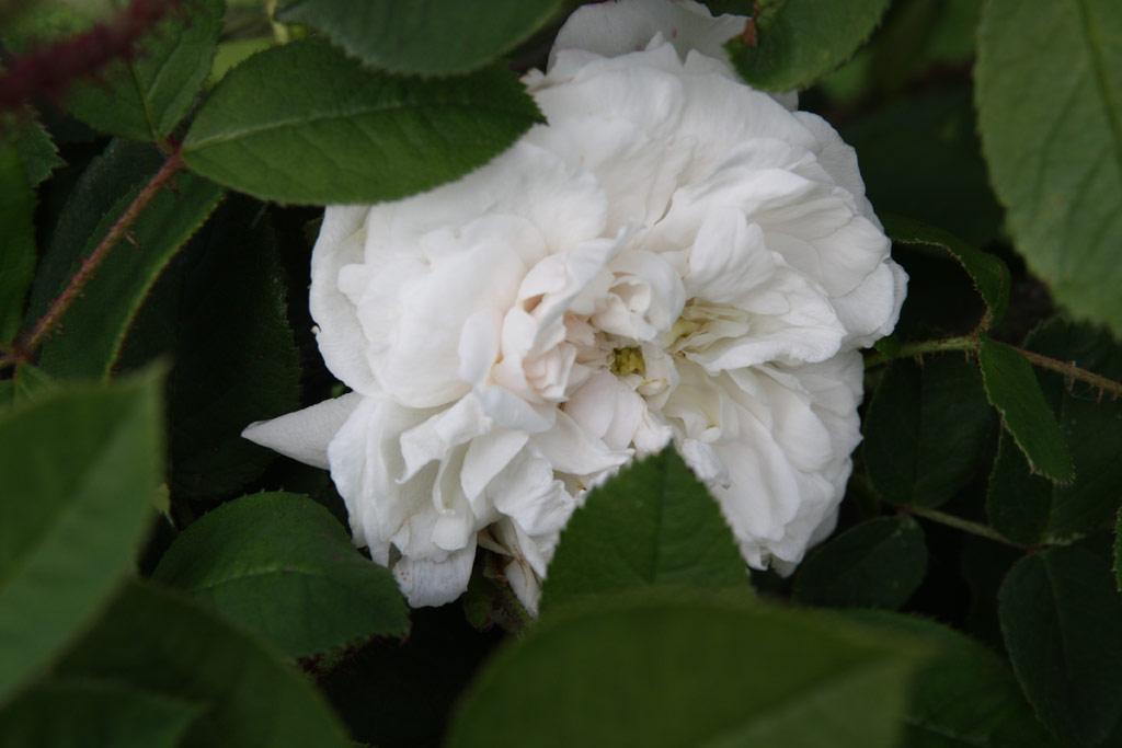 růže Blanche Moreau