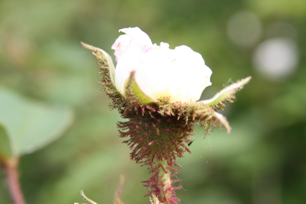 růže Blanche Moreau