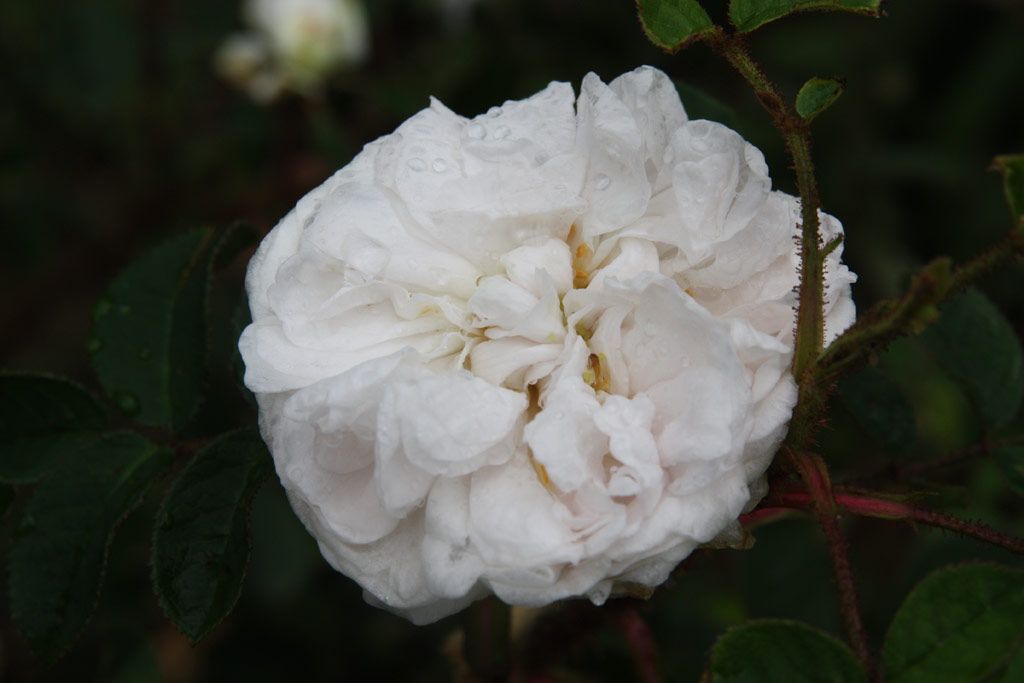 růže Blanche Moreau